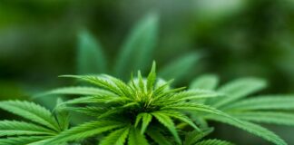 Garlasco, marijuana nell’orto: denunciato un 30enne