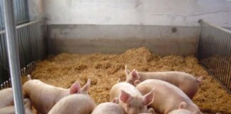 Peste suina, dall’Europa pioggia di milioni per aiutare gli allevatori peste suina africana