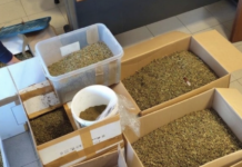 Gambolò, scoperta maxi serra di marijuana: 3 arresti