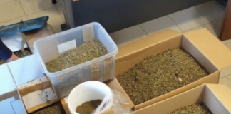 Gambolò, scoperta maxi serra di marijuana: 3 arresti