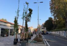 Vigevano, tornano gli alberi all’ex mercato coperto mercato coperto piante