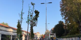 Vigevano, tornano gli alberi all’ex mercato coperto mercato coperto piante